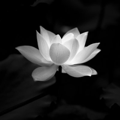 Цветок лотоса черно белый