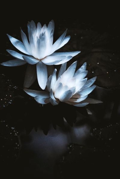 Водяная Лилия Эстетика