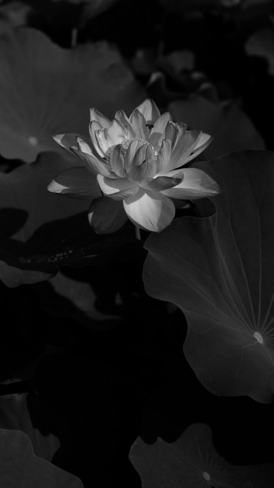 Цветок лотоса черно белый