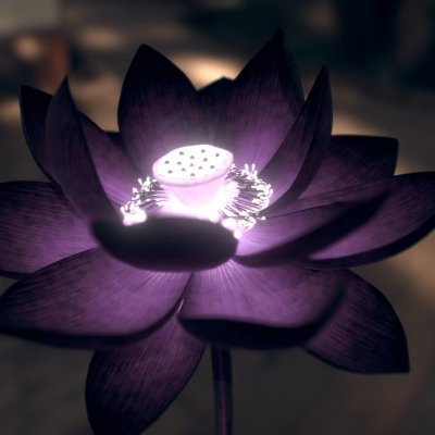 Черный Лотус цветок