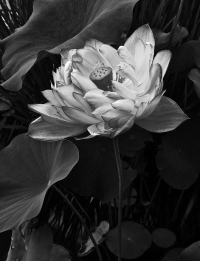 Лотос цветокбелый чёрный
