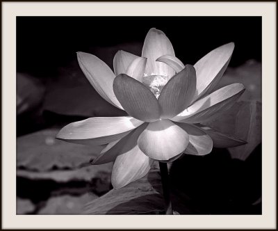 Лотос черно белый