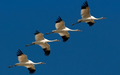 Стая аистов в небе