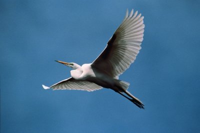 Птица в полете