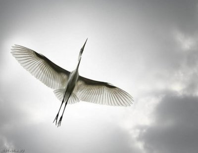 Птица в полете