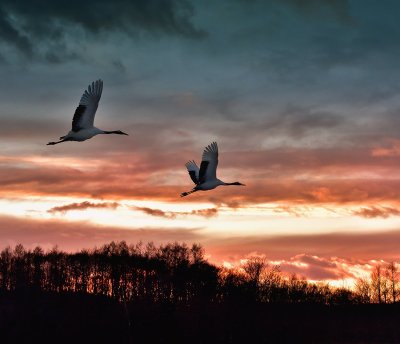 Клин журавлей