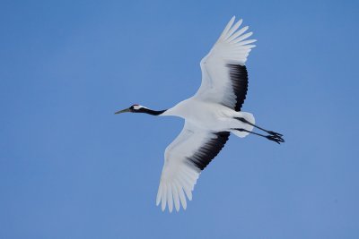 Журавль в полете