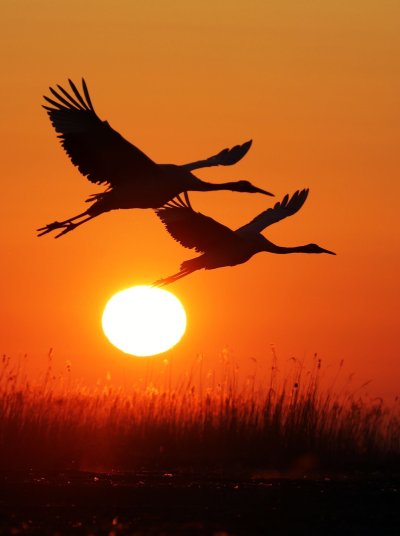 Журавль в небе