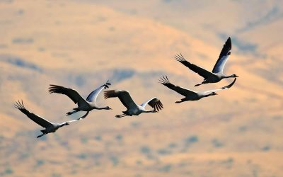 Журавль в небе