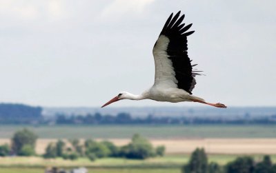 Журавли курлычут