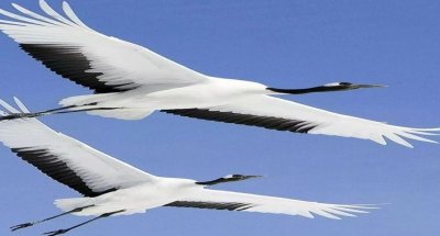 Журавль на взлете