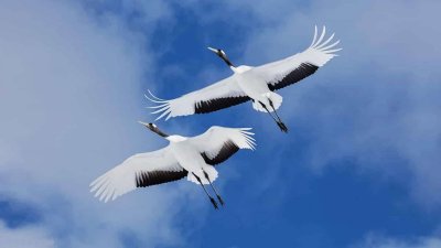 Стерх символ Якутии