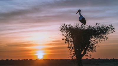 Журавли на рассвете
