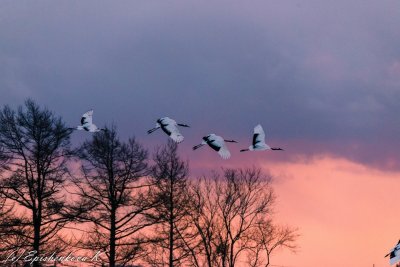 Улетающий Клин журавлей