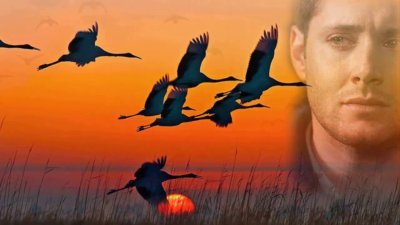 Птицы улетают