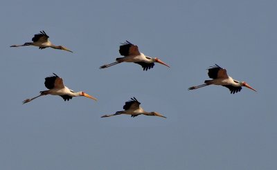 Стая аистов в полете