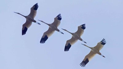 Белый журавль