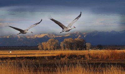 Птицы над полем