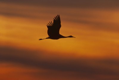 Птица в полете на закате