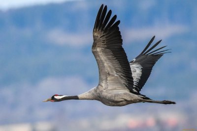 Журавль в полете