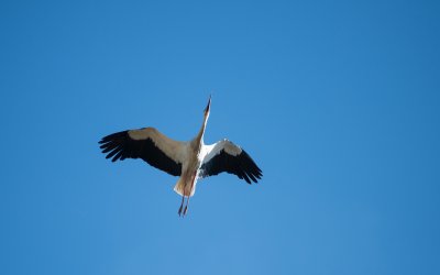 Аист в полете