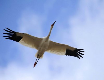 Белый журавль Стерх