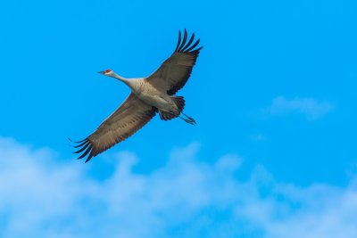 Полет журавлей