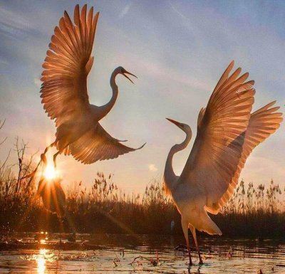 Стерхи Якутии