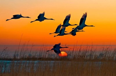 Журавлиный Клин живопись