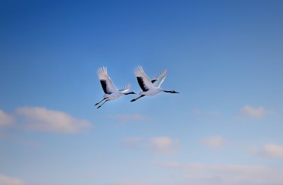 Журавль в небе