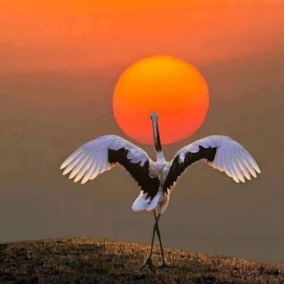 Птицы на рассвете