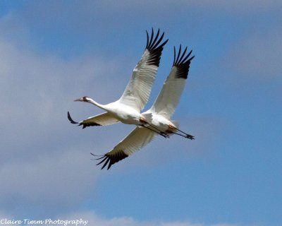 Полет журавлей