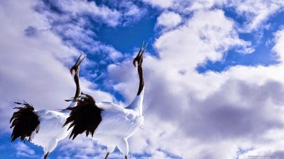 Журавль в небе