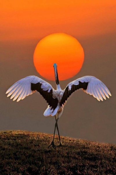 Журавль в небе