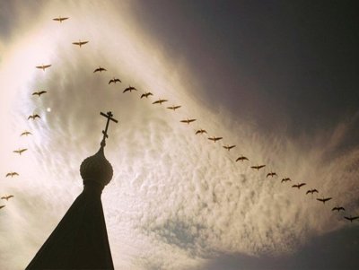 Птицы над храмом