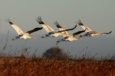 Журавль в полете