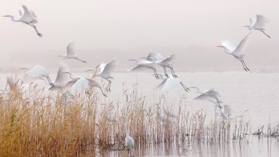 Птицы улетают