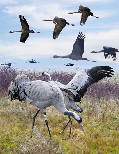Стая журавлей