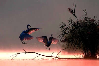 Пейзаж с птицами