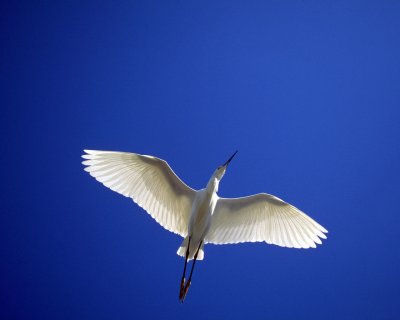 Белый журавль