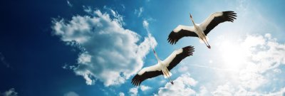 Аист в небе