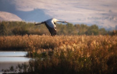 Журавль в небе