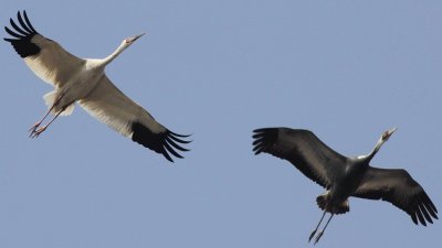 Стерх -журавль Якутии