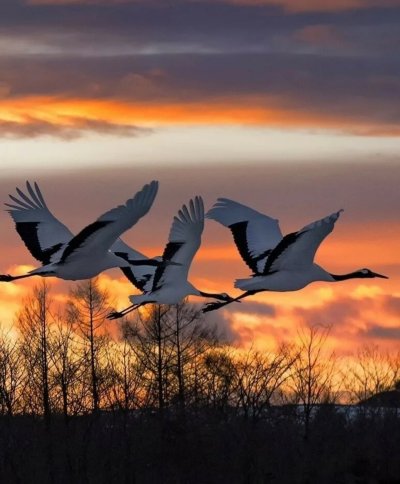 Стая журавлей