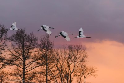 Стая Клин журавлей