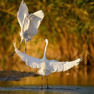 Стерх белый журавль танец