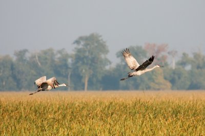 Птицы над полем