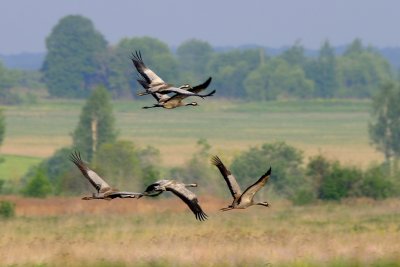 Журавли летают