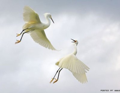 Белый журавль в полете