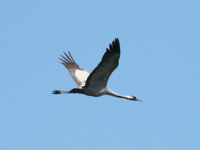 Летят Журавли